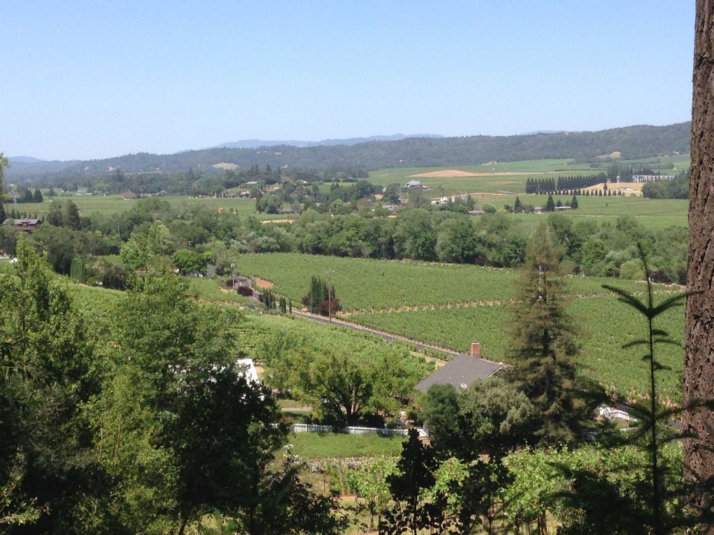Vineyard view from 3210 W. Dry Creek