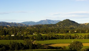 Dry Creek Valley Vineyard Views